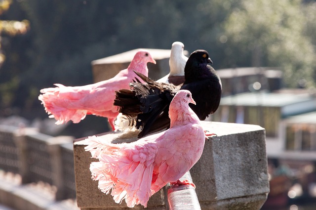 斯帕莱蒂：丢球前踢得像教科书一样死板；伊尔迪兹在顶级之上